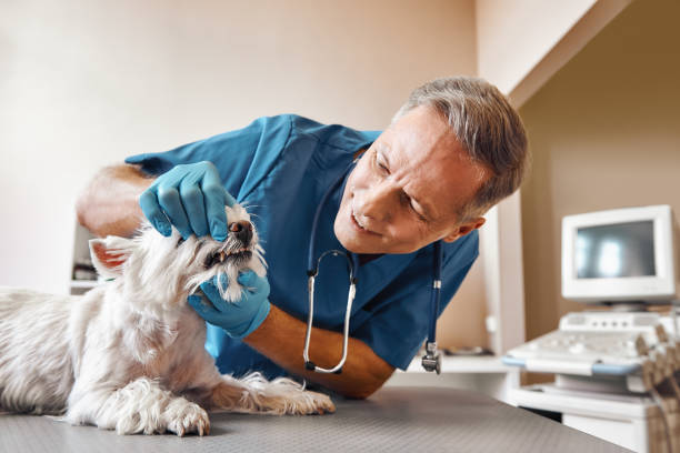 Best Emergency Denture Repair in Bowie, TX